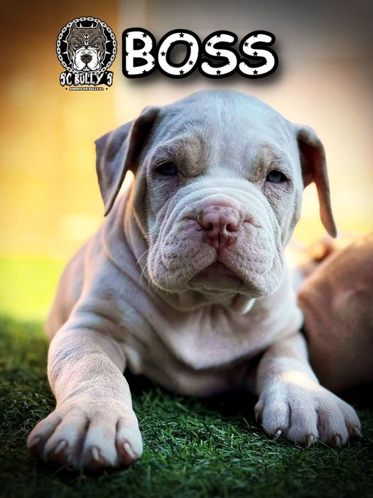 American Bully XL ABKC merle tricolor