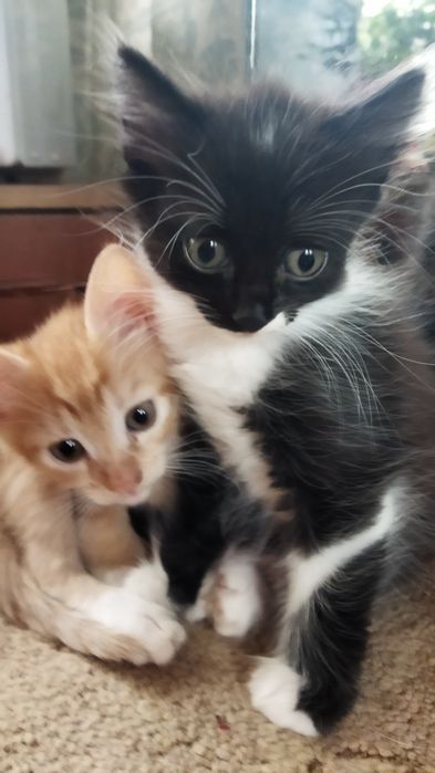 Котики шукають родину.