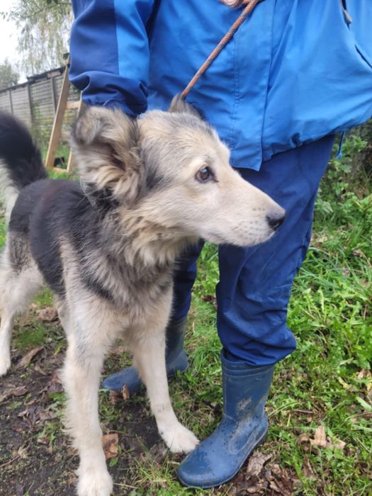 FOREST poczciwy miś o wielkim sercu