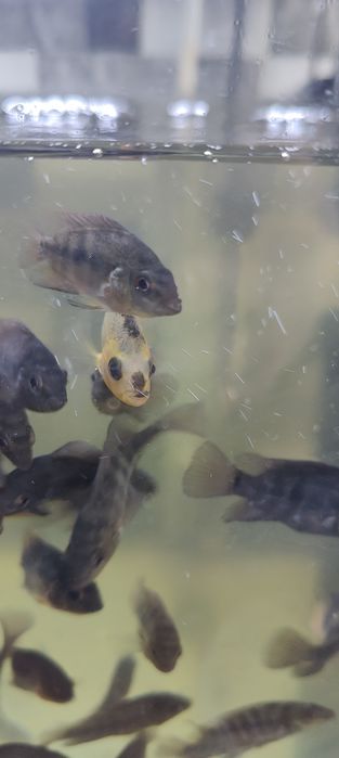 Продам рыбок цихлозома