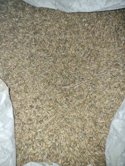 Sprzedam owies w bigbagach