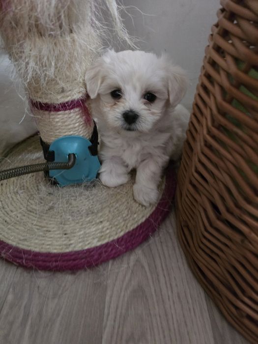 Maltanczyk z rodowodem i chipem