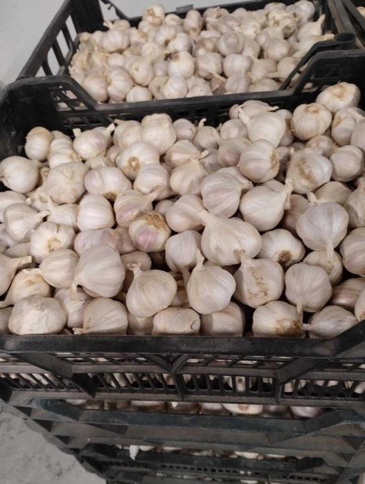 Czosnek polski, Jarus