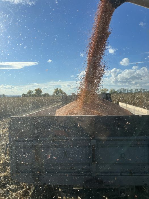 Кукуруза зерно суха