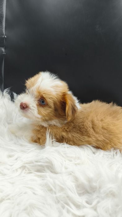 Эксклюзив Йорк/чихуахуа голубые глаза