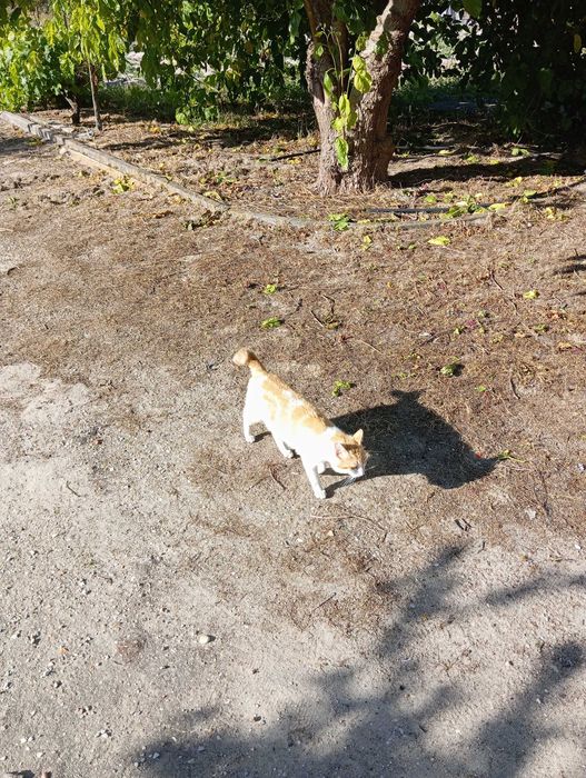 Gatinho Amarelo e Branco
