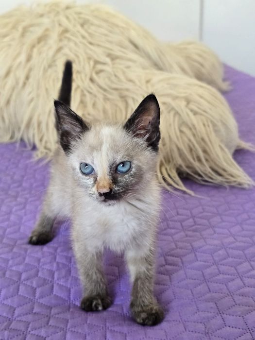 Sabrina, para adoção
