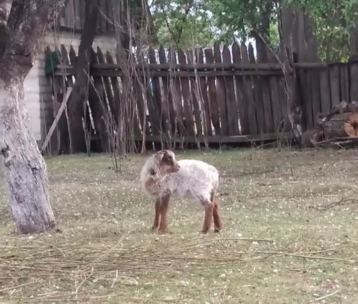 Баран 1 місячний.