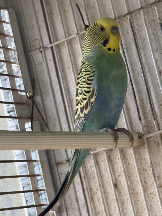 Piriquitos (3 femeas e 2 machos)