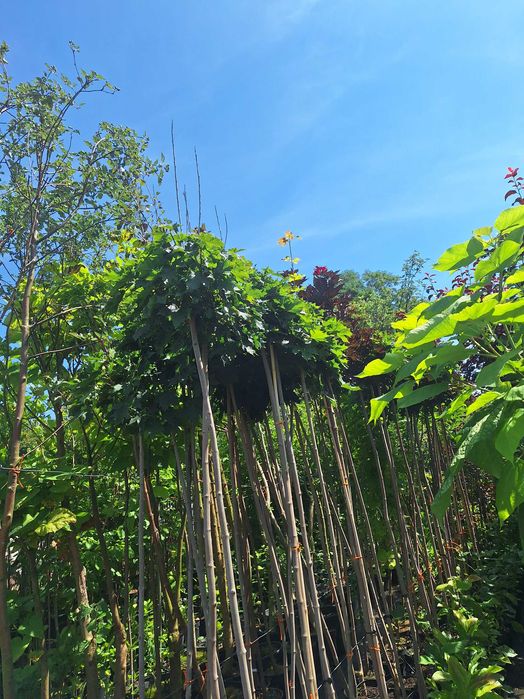 Klon palmowy,katalpa nana, akacja  wiśnia klon formy kuliste.