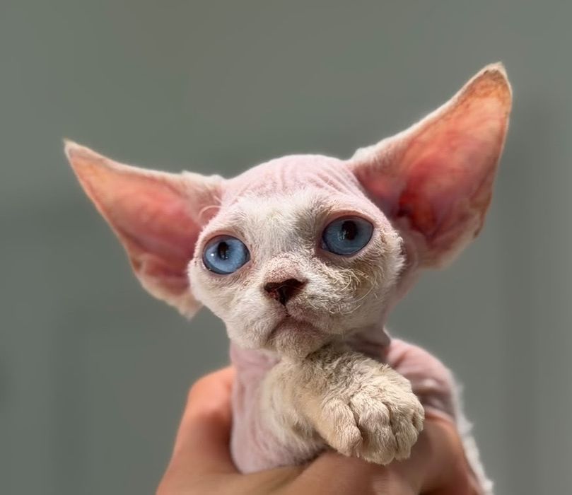 Devon Rex - chlopiec