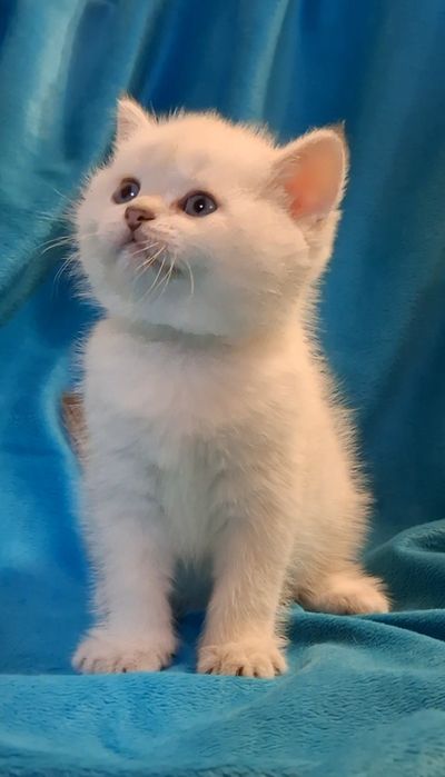 Ласковые котята короткошёрстные