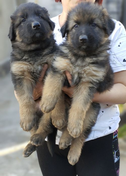 Щенки нем. Овчарки