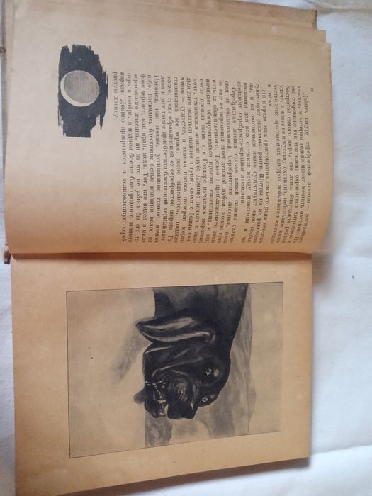 Сетон Томпсон Домино