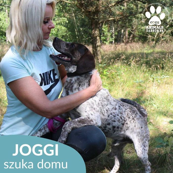 Joggi szuka domu !
