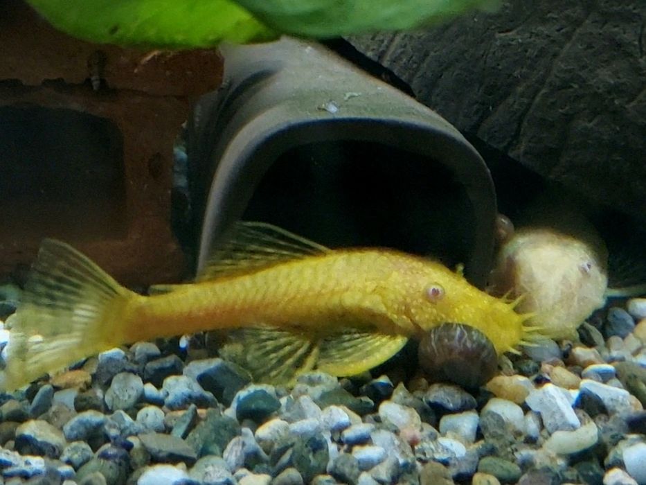 Ancistrus  sp. Gold albinos