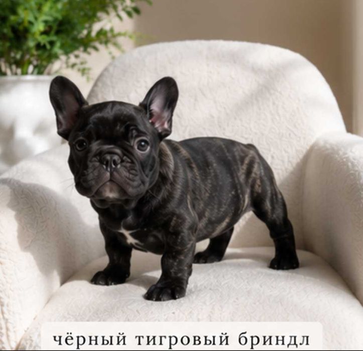 чёрная классика французский бульдог