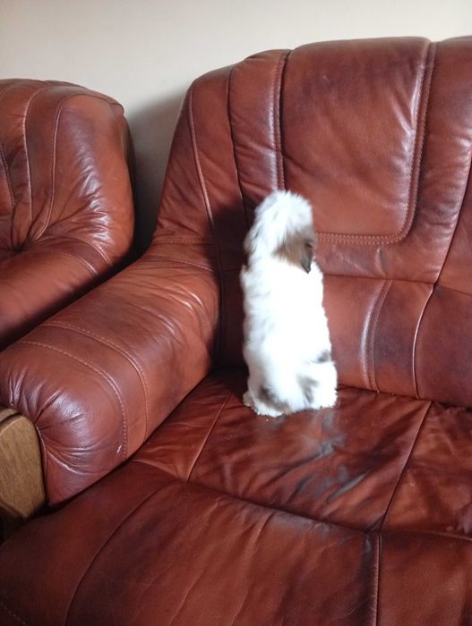 Suczka shih-tzu z genem czekoladowym