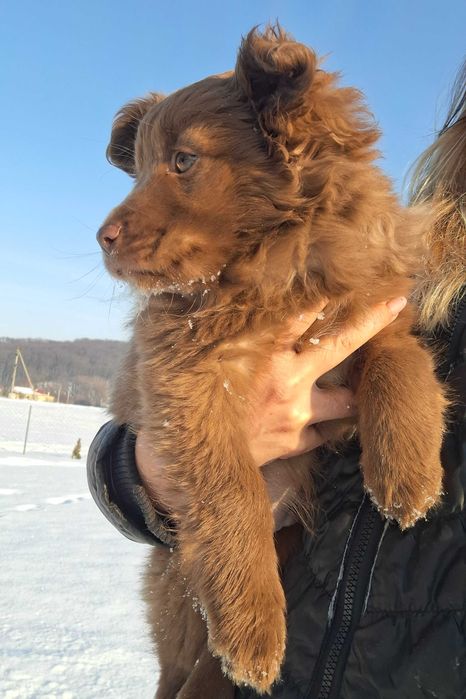 Цуценята безкоштовно