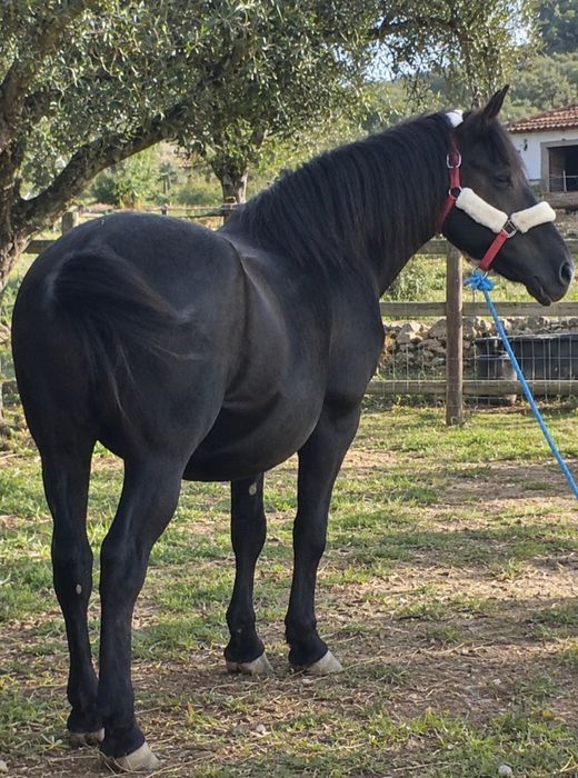 Vendo egua montada engatada