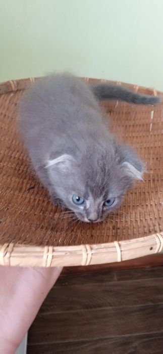 Котешенята шукають нових друзів.