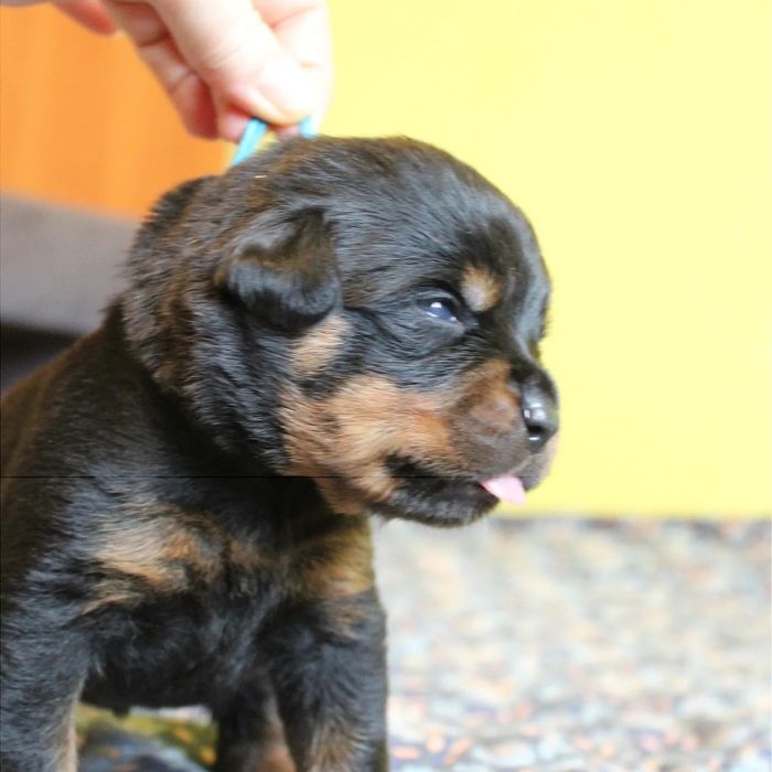 Цуцики ротвейлера