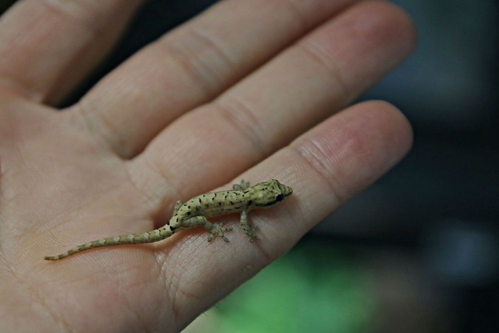 Gekony placzące 40 szt