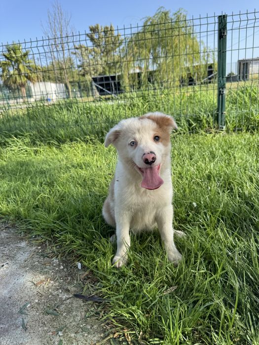 Border Collie Macho RedMerle