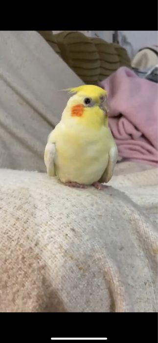 Caturra domesticada muito meiga