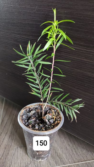 Австралийское чайное дерево Melaleuca  bracteata