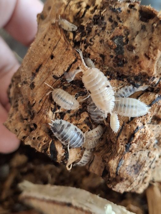 Isopody Prosionki Dairy cow ekipa sprzątają pilnie sprzedam nadwyżkę ca w terrarium