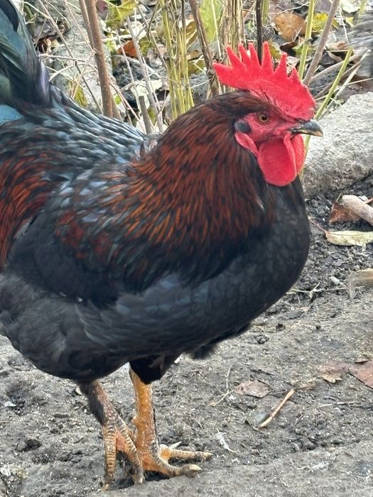 Домашні півні ,молоді