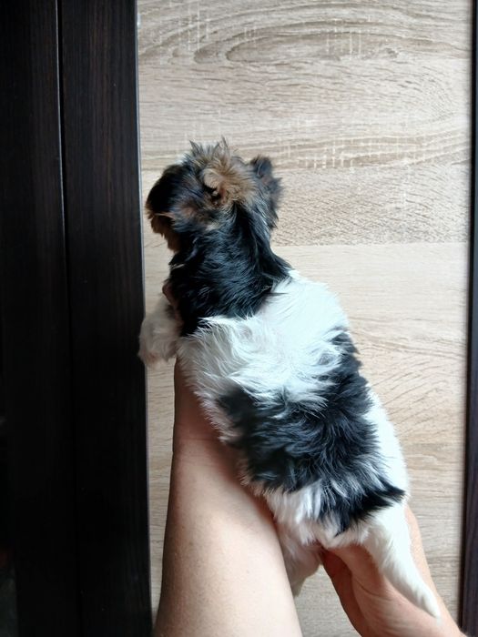 Дівчатка бівер-йорк