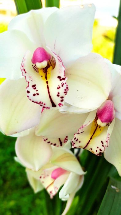 Orquídea - planta para casa ou jardim