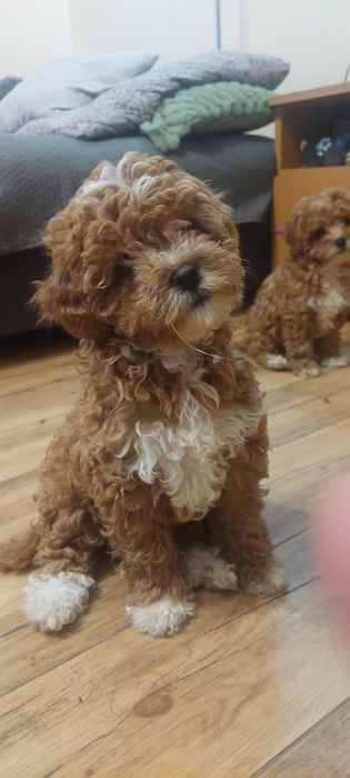 Suczka Cavapoo Red