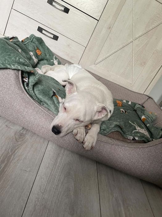 Kokos do adopcji
