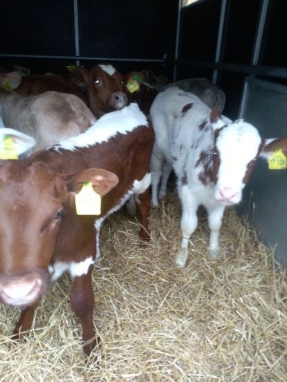 Byki miesne Suchowola