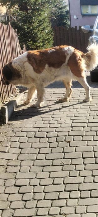 Sunia rasy bernardyn