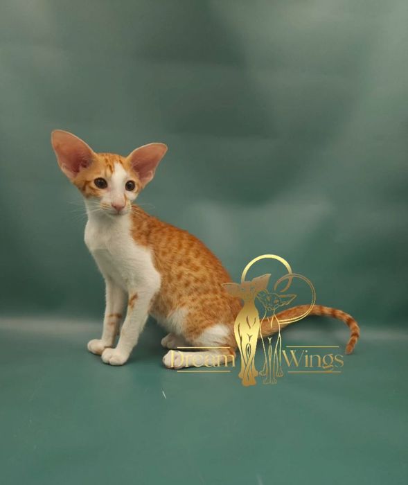 Ориентальный малыш