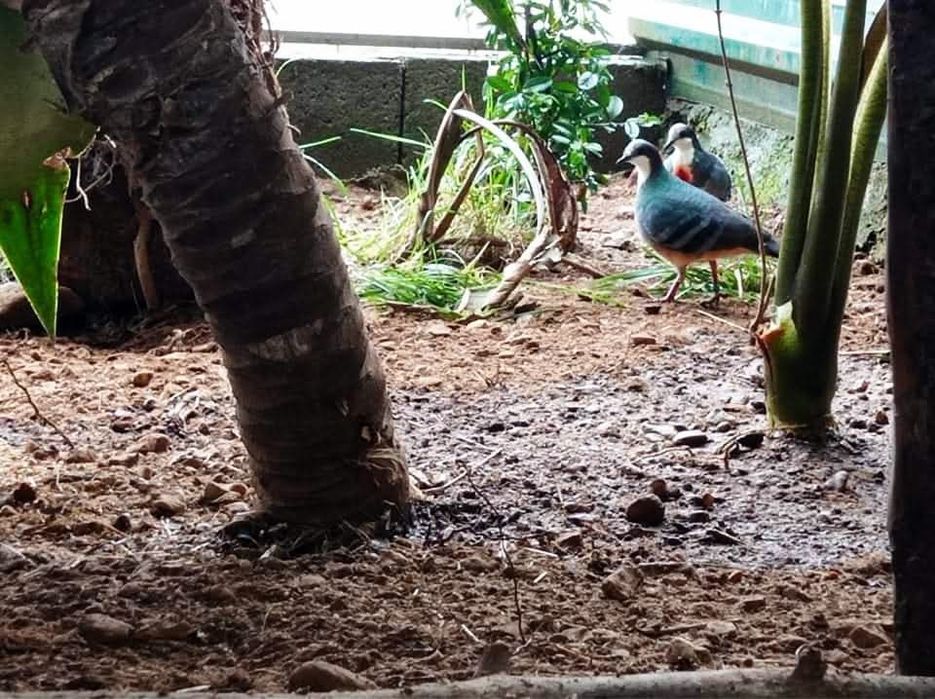 Casais de Rolas Versicolor e Apunhaladas
