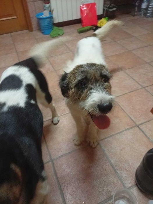 Cães para adopção