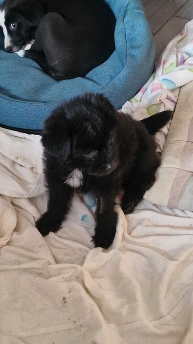Szczeniaczki do adopcji