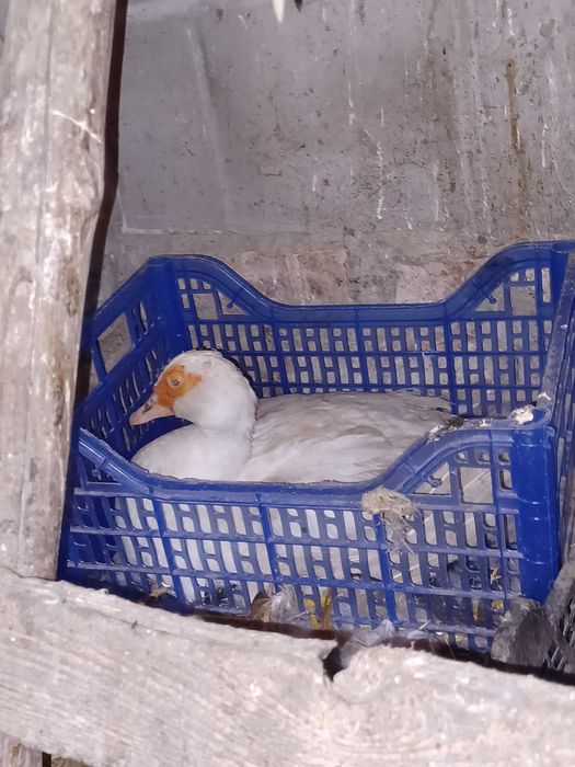 Kaczki piżmowe/francuskie cena za całość