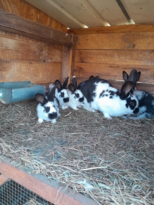 Króliki samce samice