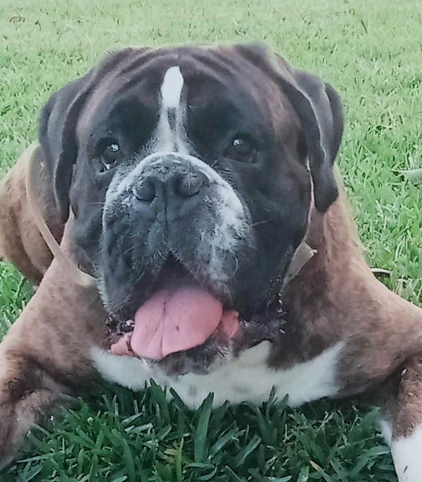 Boxer Acasalar LOP (apenas quero um dos cães)