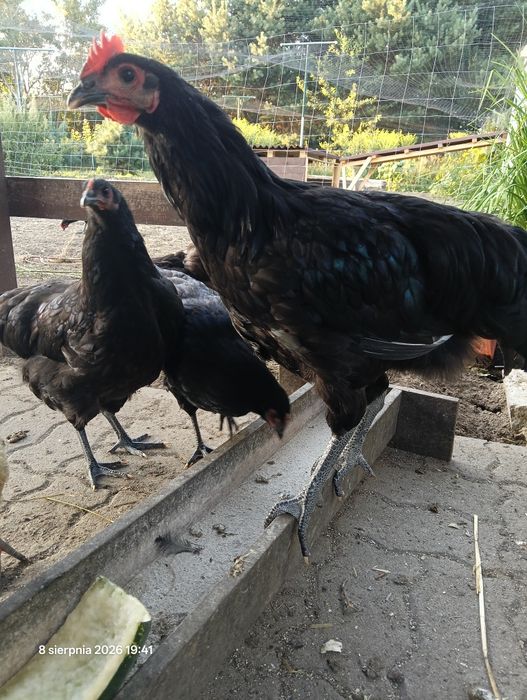 Młodzież kura i kogut Australorp