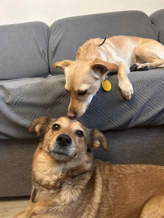 Daisy i Sofii szukaja domków