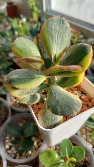 Crassula Blue Bird variegata  Крассула Блуберд вариегата