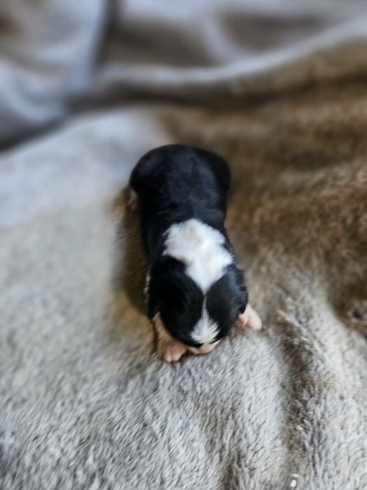 Suczka Border Collie ZKwP FCI czarno biała