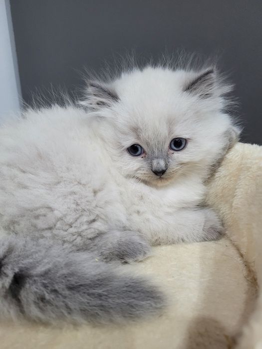 Cudowny Kocurek  Neva Masqarade - Gotowy do odbioru